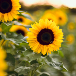 Sonnenblumen
